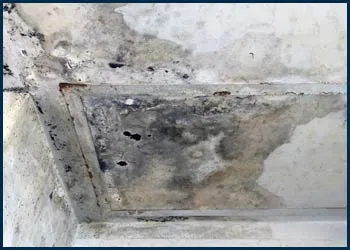 Miami Water Damages Miami, FL 786-319-9585 - cont-mold-2